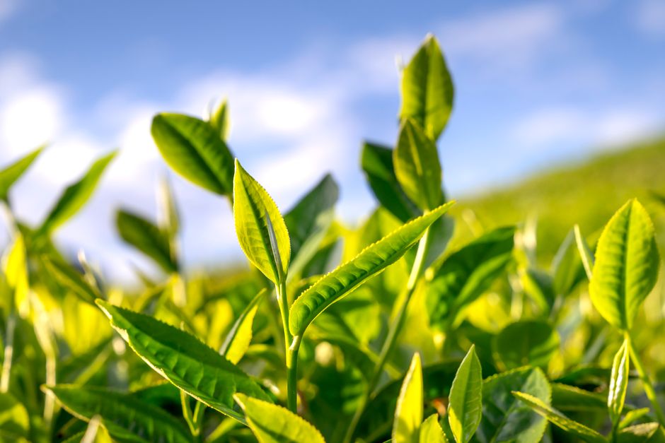 Orthodox Indian tea prepared for export to the UK